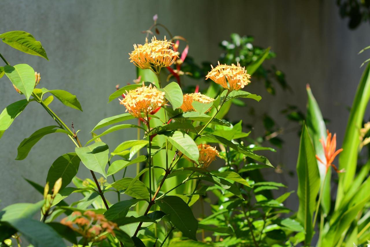 Palm Garden Guest House Galle Exterior photo