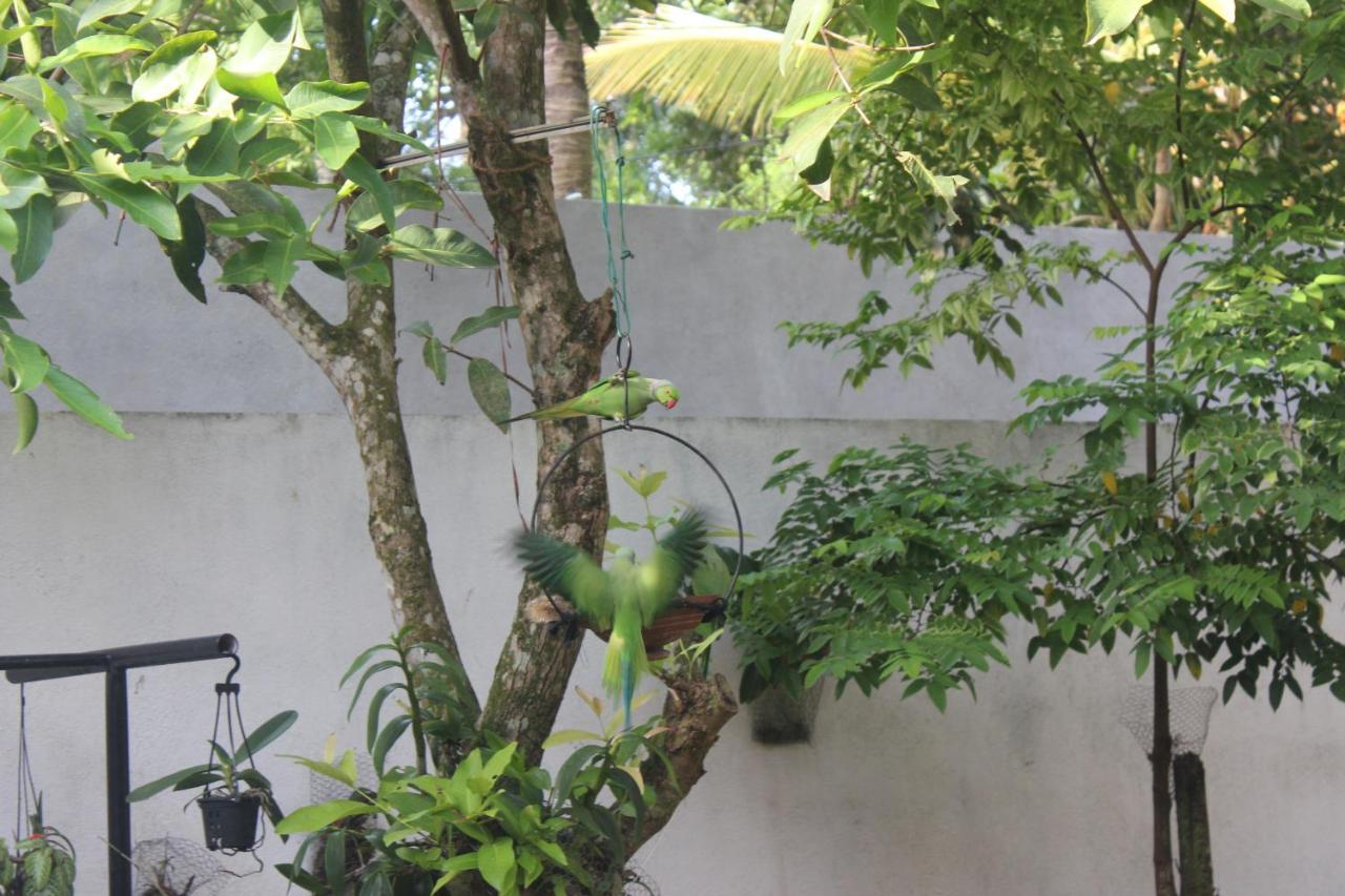 Palm Garden Guest House Galle Exterior photo