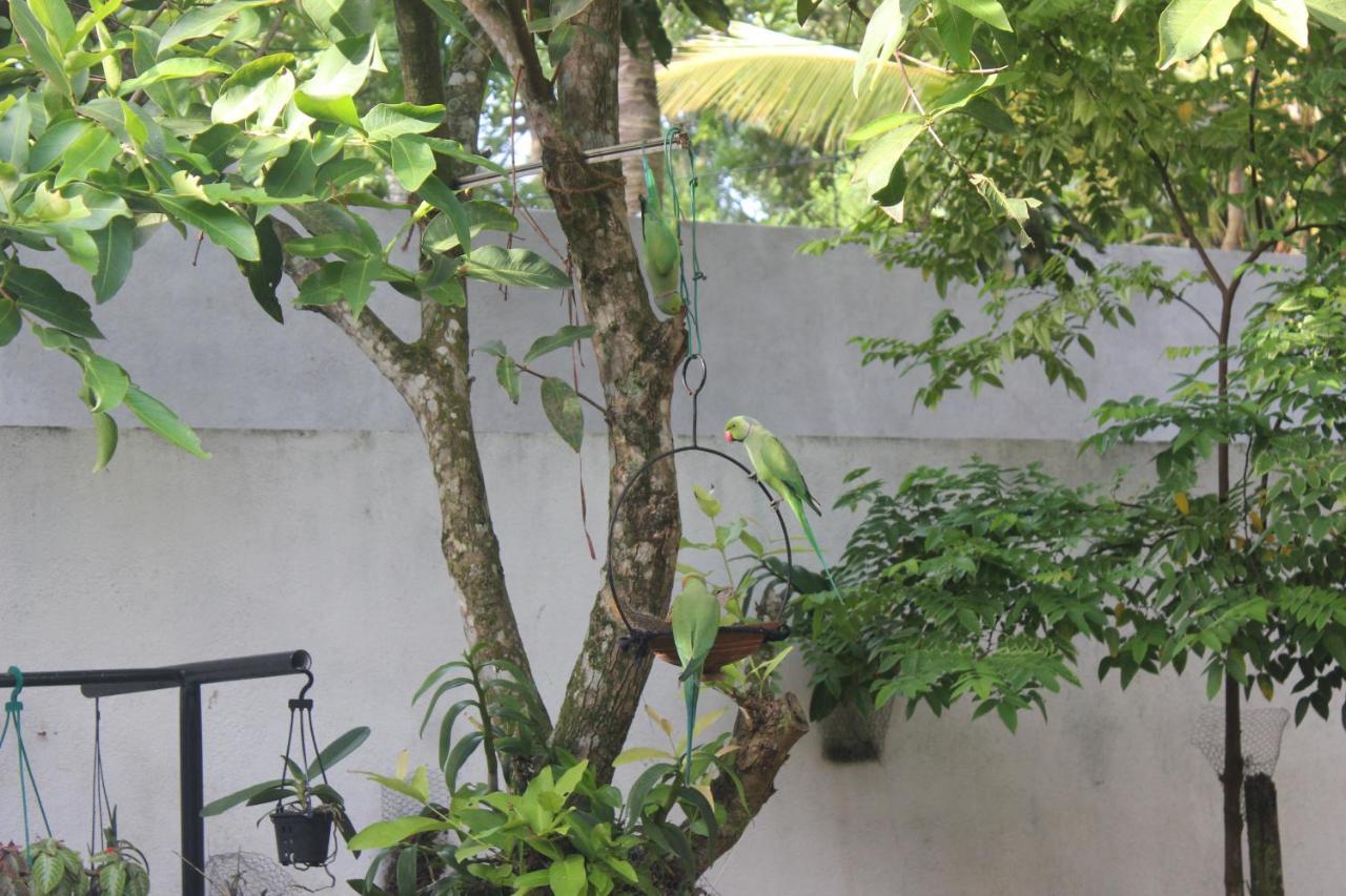 Palm Garden Guest House Galle Exterior photo